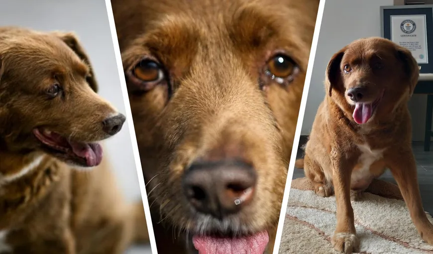 A murit Bobi, cel mai bătrân câine din lume. Patrupedul a trăit 31 de ani și 165 de zile: „A făcut mulți oameni fericiți”