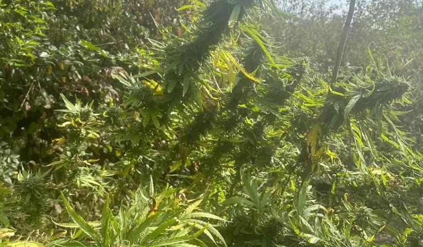 Cultură de cannabis descoperită de DIICOT la Termocentrala Rovinari. Plantele erau crescute în ghivece, chiar sub benzile de transport cărbune