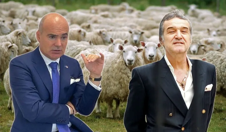 Rareş Bogdan, scos din sărite de vecinul Gigi Becali. „Bă, mută oile, că sunt spre dormitorul meu!”