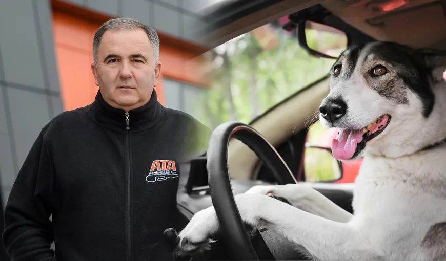 Titi Aur, despre ce se poate întâmpla dacă îți iei câinele în mașină și îl lași să scoată capul pe geam. Cele mai mari riscuri la care se expun șoferii
