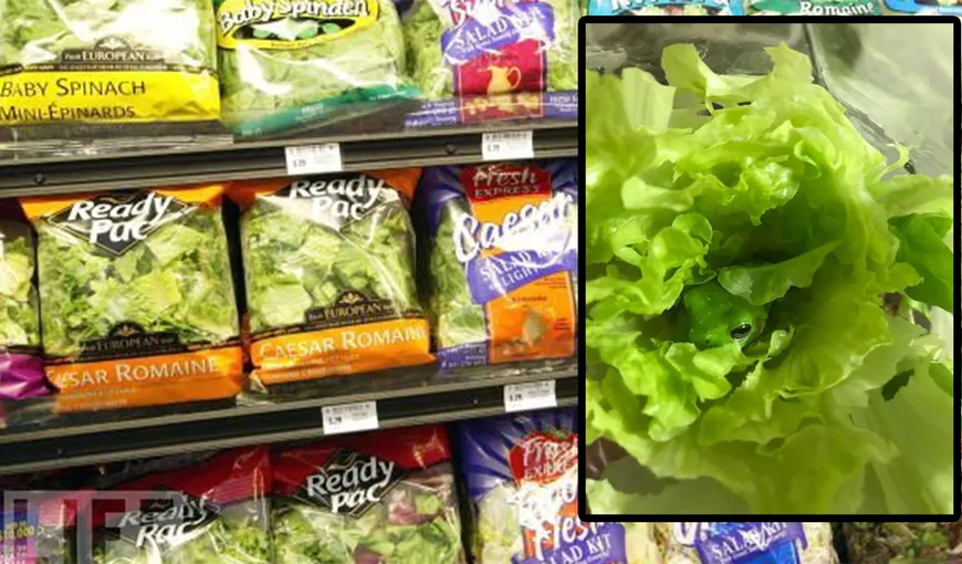 Ce mănânci, de fapt, când cumperi o salată verde din supermarketurile din România. Adevărul a ieșit la iveală