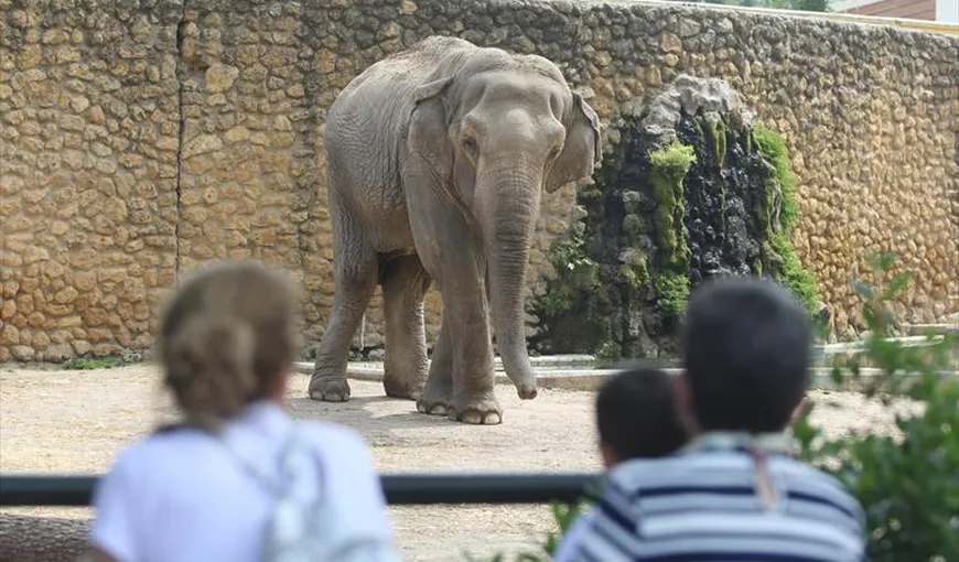 A murit Mali, cel mai trist elefant din lume. A stat singur într-o cușcă timp de 46 de ani