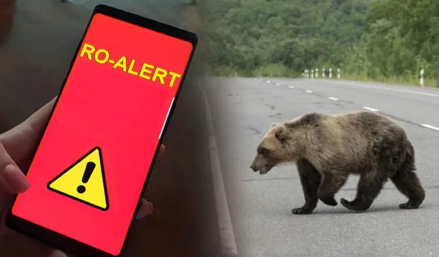 Un urs a fost semnalat în zona poligonului din Alba Iulia. Autoritățile au emis o avertizare Ro-Alert