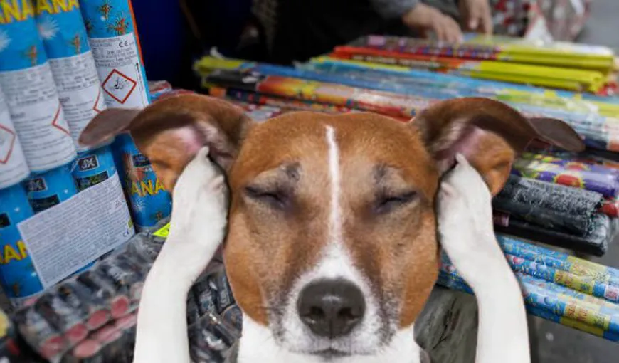 De ce se sperie câinii de petarde și artificii! Trucurile care te vor ajuta să îți protejezi patrupedul în noaptea de Revelion