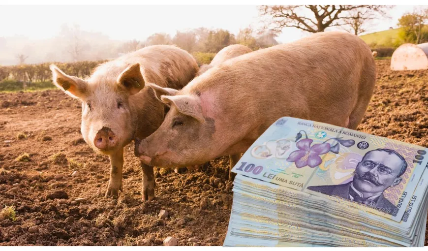 Moș Nicolae vine cu o surpriză de proporții pentru crescătorii de porci! Vor rămâne cu și mai mulți bani în buzunar