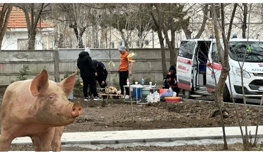 Situație halucinantă la Constanța! Porci transportați cu ambulanța privată și sacrificați într-un parc recent amenajat de primărie. Nici măcar UE nu s-a gândit la așa ceva
