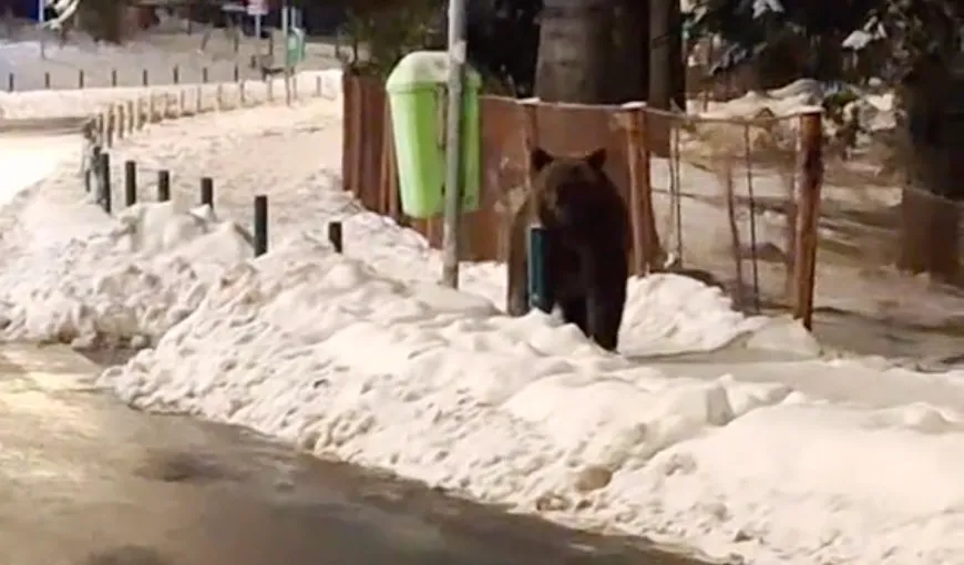 Un urs s-a plimbat voios pe străzile din Poiana Brașov. Prezența turiștilor și aglomerația nu l-au deranjat deloc pe blănos