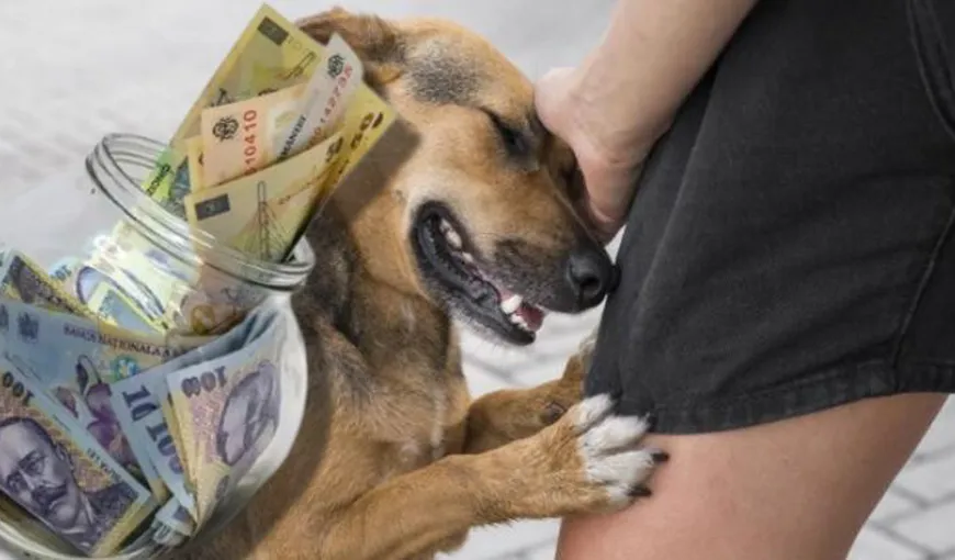 Taxele locale reduse cu 200 de euro pentru persoanele care adoptă un câine. Ce este „bonusul pentru golirea canisei”
