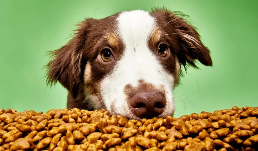 Cum să-ți hrănești câinele zilnic? 9 sfaturi de urmat