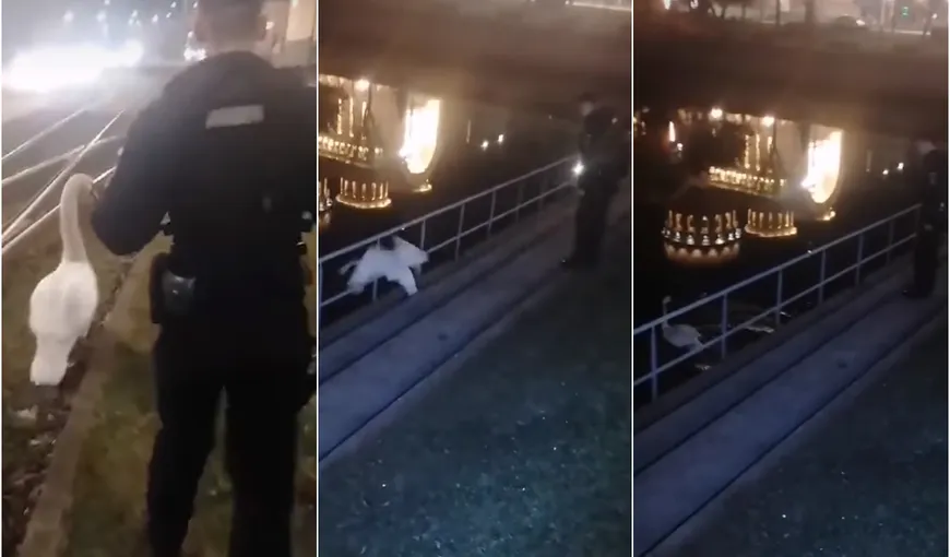 Şase jandarmi s-au chinuit să prindă o lebădă care voia să ia tramvaiul spre casă VIDEO viral