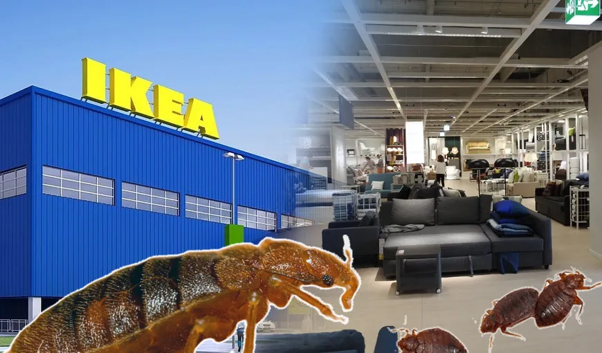 Ploşnite la IKEA Pallady. Insectele se ascund în lemn şi se înmulţesc rapid. Reacţia companiei