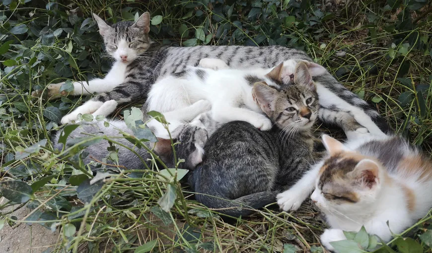 Veste bună pentru iubitorii de pisici. Proiectul de eutanasiere a felinelor fără stăpân, retras din Parlament! Inițiatorul a fost amenințat și numit ucigaș