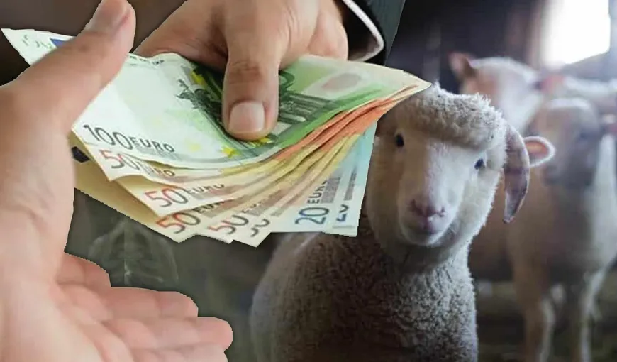 Subvenţie suplimentară pentru crescătorii de oi: 40-50 de euro/cap!