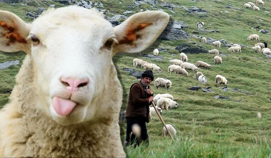 Cartelul ciobanilor scumpeşte carnea de miel. Cum s-au coalizat oierii pe grupurile de Facebook pentru a ţine preţurile sus