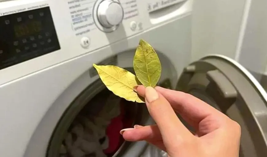 Ce se întâmplă dacă pui frunze de dafin în mașina de spălat. Trucul folosit de majoritatea gospodinelor