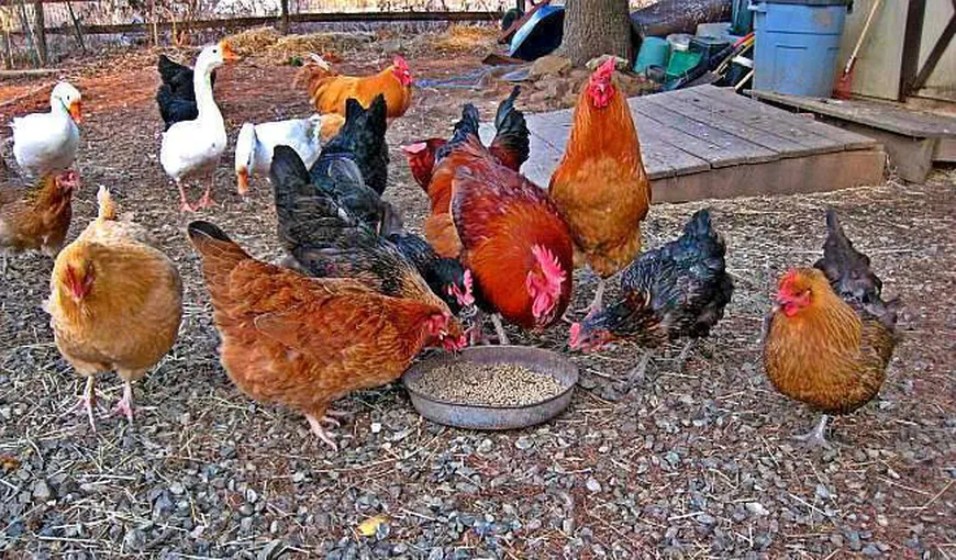 Ce să nu dai găinilor de mâncare, ca să facă ouă multe şi sănătoase, lista alimentelor toxice. De ce este bine să pui oţet în apa puilor şi a găinilor