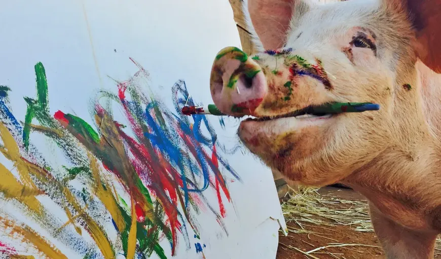 Şoc în lumea artistică: a murit porcul Pigcasso. Semna tablourile cu râtul, iar George Clooney şi Rafael Nadal i-au cumpărat lucrările VIDEO