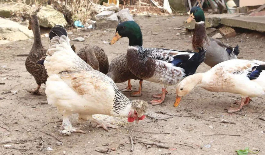 Cum trebuie hrănite păsările din curțile românilor. Detaliul care le poate fi fatal