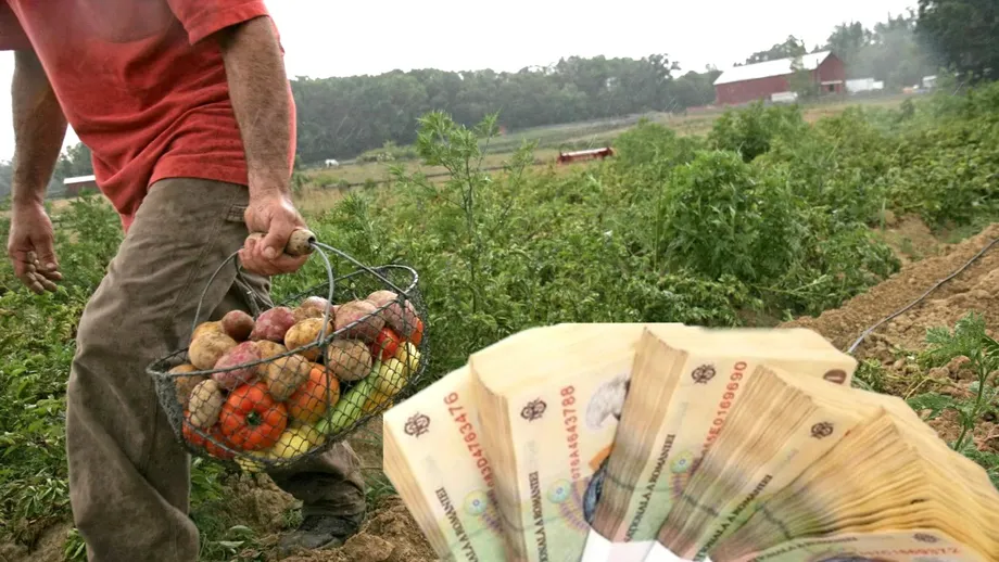 300.000 de euro/fermă în 2023. Cultivatorii de legume află cât de ușor pot primi banii de la Ministerul Agriculturii