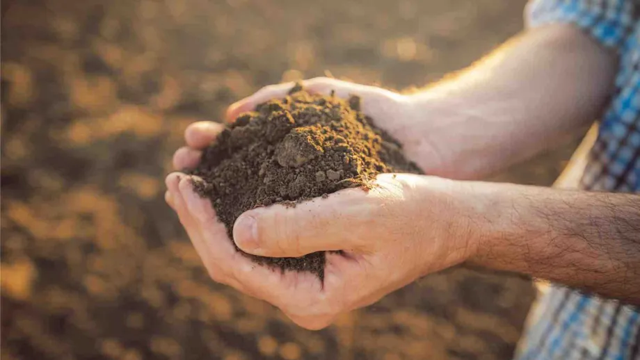 Iarna cu temperaturi de peste 20 de grade dă peste cap agricultura.  „Vremea influenţează negativ pomicultura, viticultura sau arbuştii ornamentali”