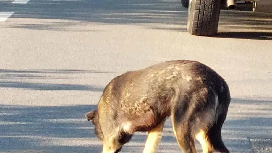 Doi români care au abandonat un câine, aruncându-l din maşină, au primit o amendă uriaşă. Cât trebuie să achite pentru fapta lor