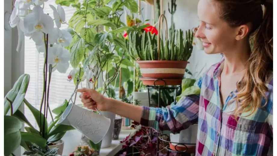 Plantele de apartament care înfloresc dacă le pui lângă calorifer. Cum trebuie să ai grijă de ele