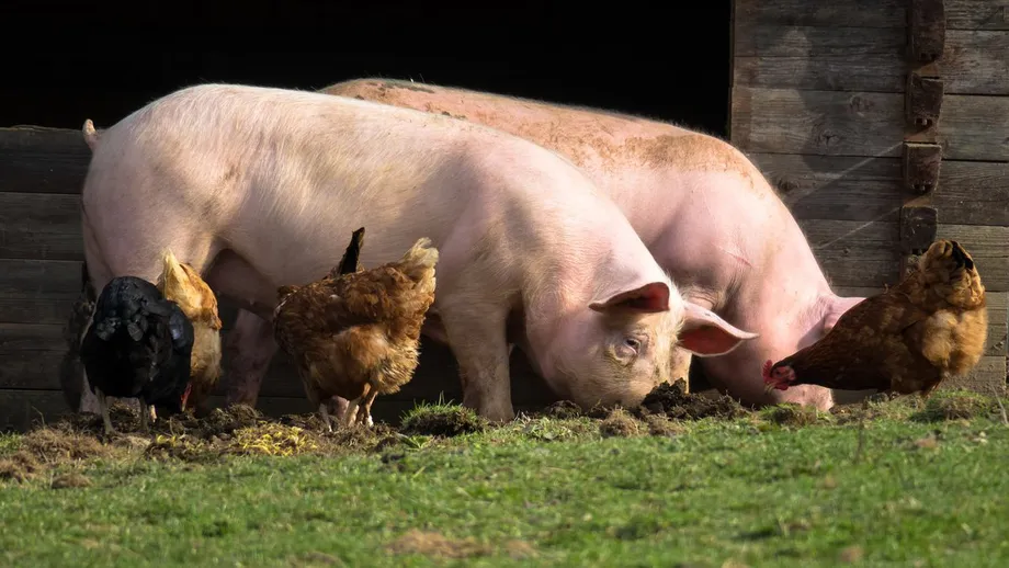 Amendă colosală pentru românii care cresc animale în curte fără să le declare