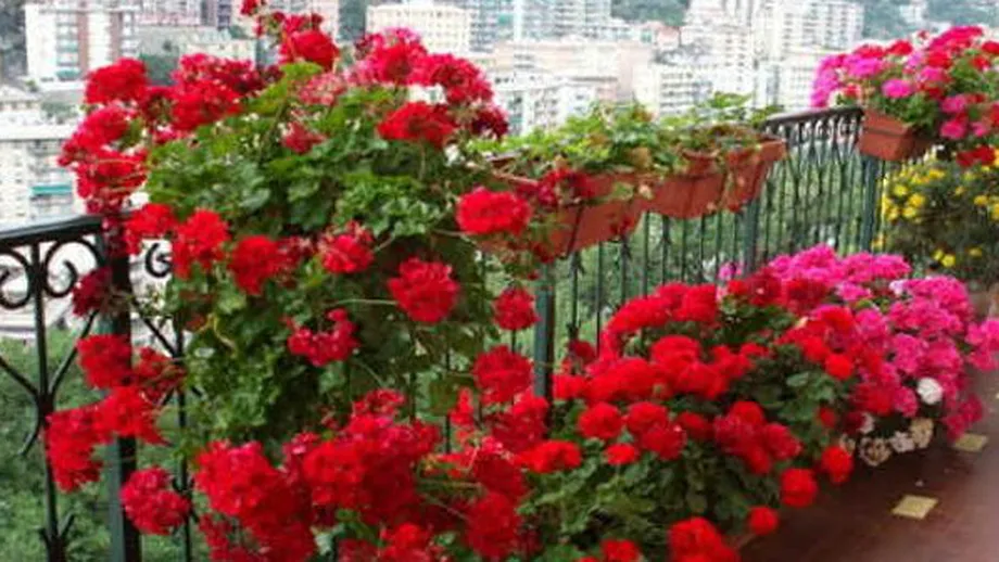 Îngrijirea mușcatelor primăvara. Când le poți scoate în balcon sau în grădină