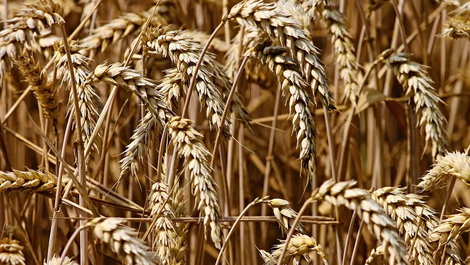 România, cel mai mare exportator de cereale din Uniunea Europeană. Ultimele date publicate de Comisia Europeană