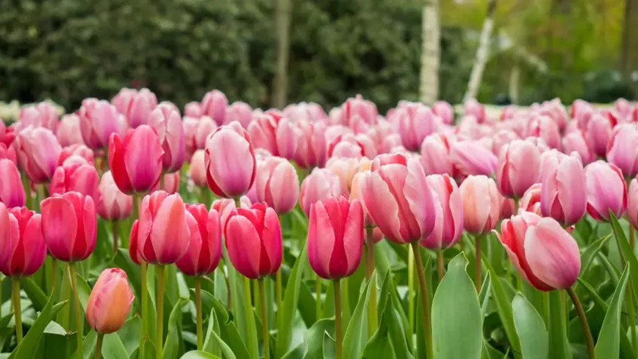 Trucul secret al bunicii. Ce să faci cu bulbii de lalele după ce se scutură florile. Greșeala pe care toți o fac!
