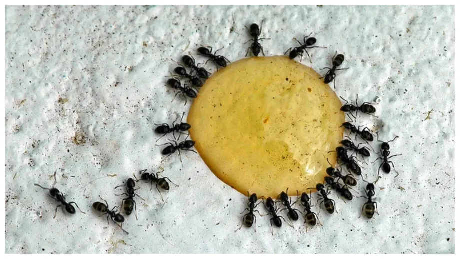 Cum puteți scăpa de furnicile din casă. 10 soluții naturale prin care pot fi puse în practică